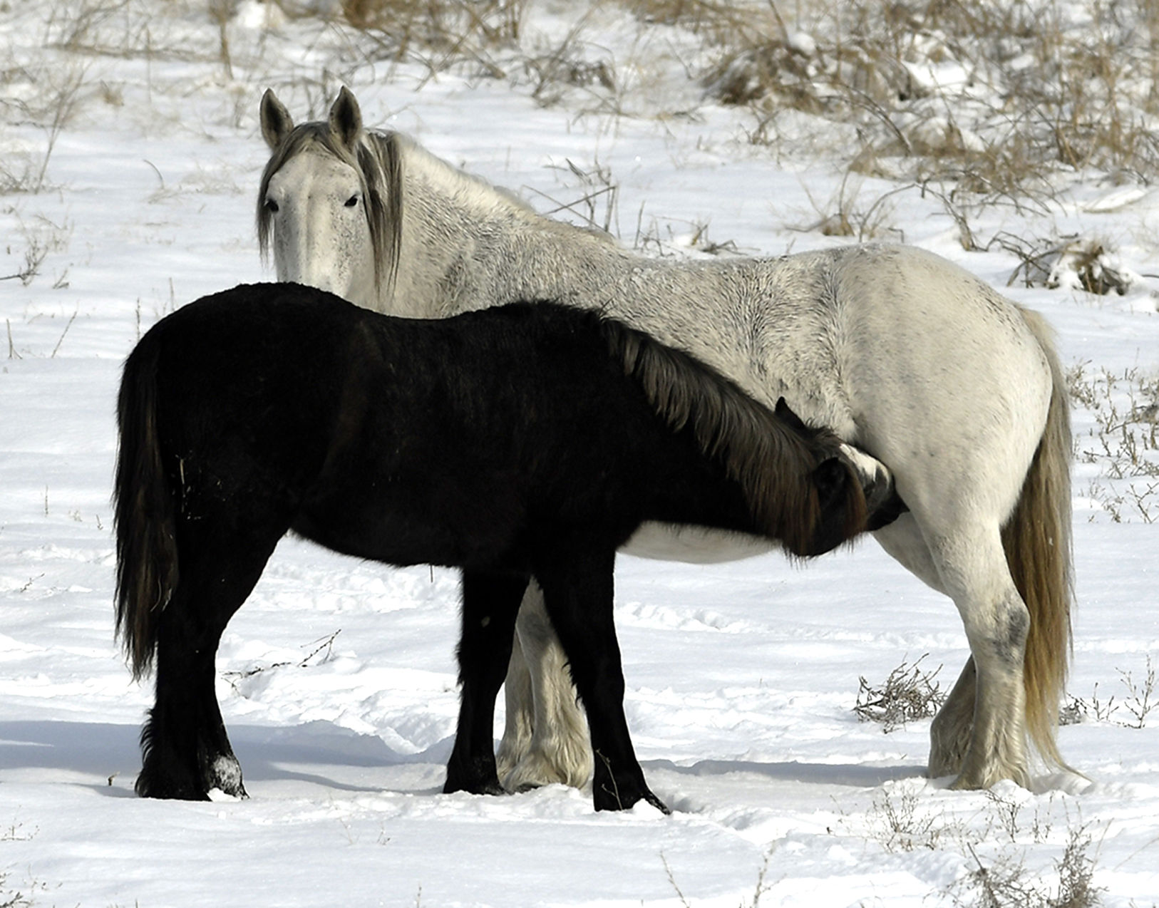 Wild Horses 3